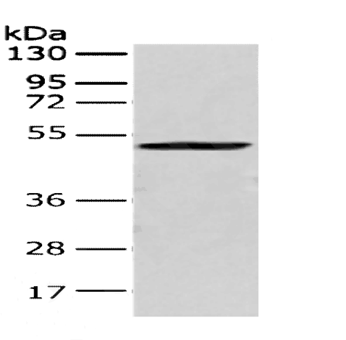 CRTAM Polyclonal Antibody (E-AB-10260)