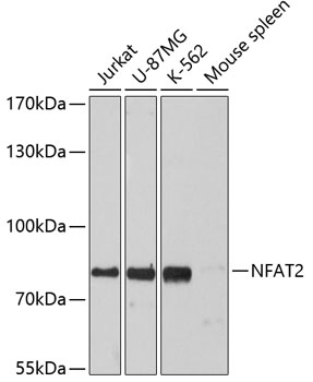 NFAT2 Polyclonal Antibody (E-AB-60332)