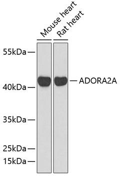 ADORA2A Polyclonal Antibody (E-AB-60357)