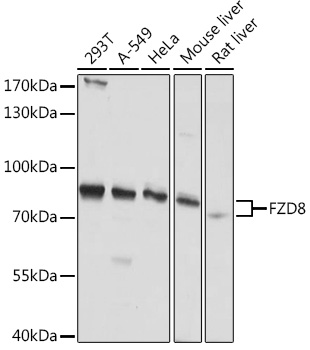 FZD8 Polyclonal Antibody (E-AB-92033)