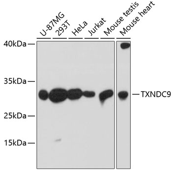 TXNDC9 Polyclonal Antibody (E-AB-65636)