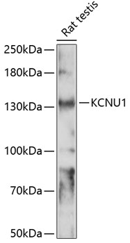 KCNU1 Polyclonal Antibody (E-AB-91017)