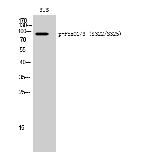 Phospho-FOXO1/3 (Ser322/S325) Polyclonal Antibody (E-AB-21016)