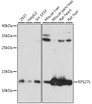 RPS27L Polyclonal Antibody (E-AB-91301)