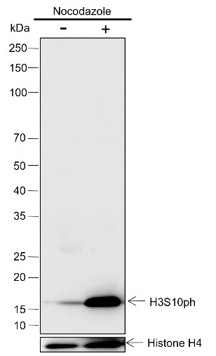 Recombinant Phospho-Histone H3 (Ser10) Monoclonal Antibody (AN302105L)