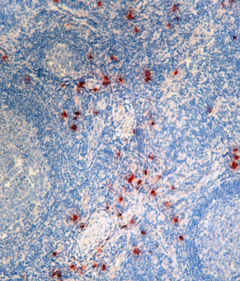 Purified anti-human Mast Cell Tryptase Antibody (369402)