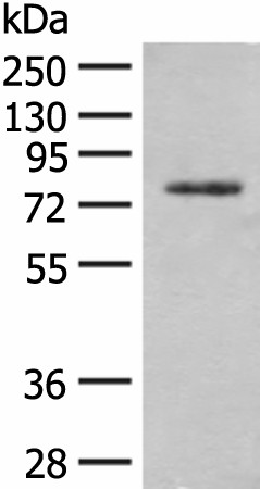 TRMT1 Polyclonal Antibody (E-AB-52656)