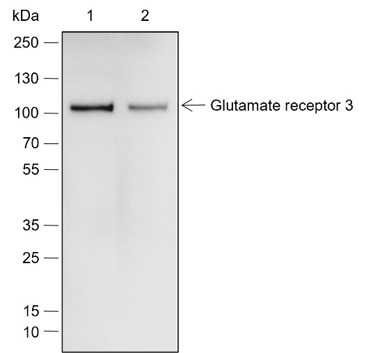 Recombinant Glutamate receptor 3 Monoclonal Antibody (AN301945L)