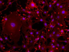 Alexa Fluor® 594 anti-mouse/human CD44 Antibody (103054)