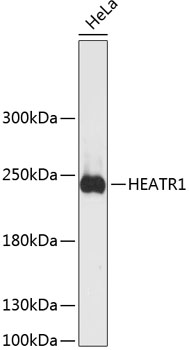 HEATR1 Polyclonal Antibody (E-AB-64455)