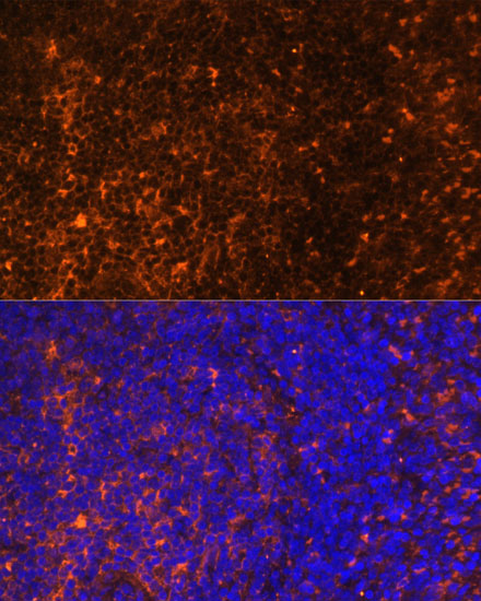 CCL19 Polyclonal Antibody (E-AB-67001)