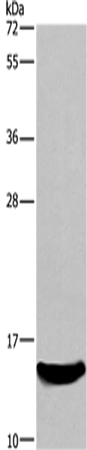 AIF1 Polyclonal Antibody (E-AB-10382)