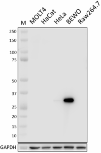 Purified anti-HMOX1 Antibody (934101)