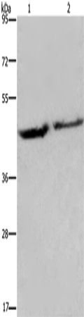 EIF3H Polyclonal Antibody (E-AB-14979)