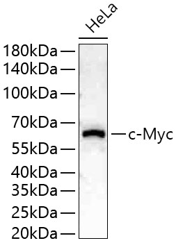 c-Myc Polyclonal Antibody (E-AB-68295)