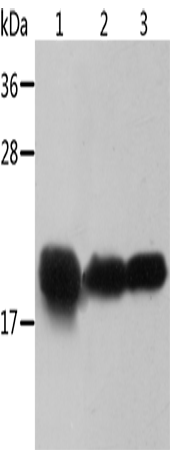 Crystallin-alpha B Polyclonal Antibody (E-AB-10781)
