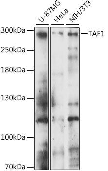 TAF1 Polyclonal Antibody (E-AB-91263)
