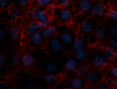 Alexa Fluor® 555 Goat anti-rat IgG (minimal x-reactivity) Antibody (405420)