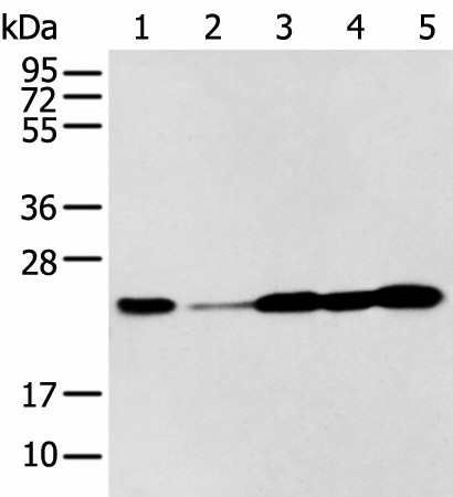 BAG2 Polyclonal Antibody (E-AB-53382)