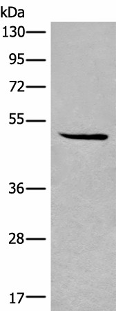 SPOCK3 Polyclonal Antibody (E-AB-52635)