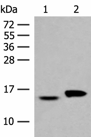 ISG15 Polyclonal Antibody (E-AB-52699)