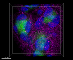 Alexa Fluor® 488 anti-mouse CD3 Antibody (100212)
