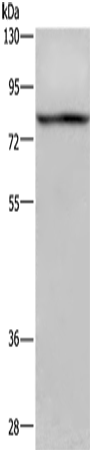 c-Rel Polyclonal Antibody (E-AB-11102)