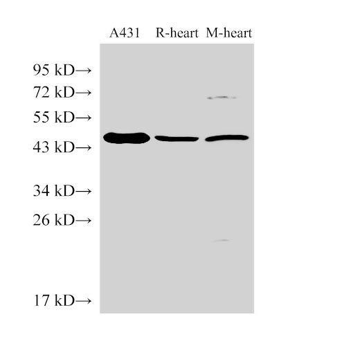SERPINB2 Polyclonal Antibody (E-AB-40447)