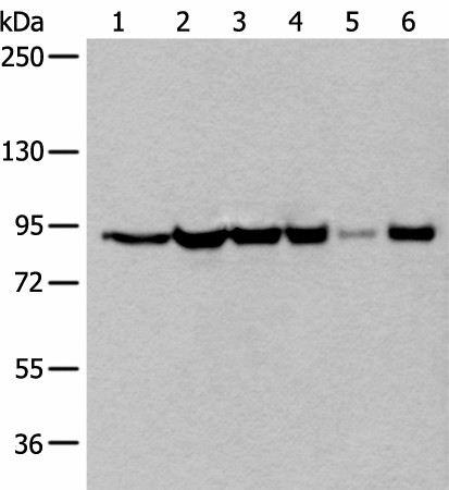 XAB2 Polyclonal Antibody (E-AB-53550)
