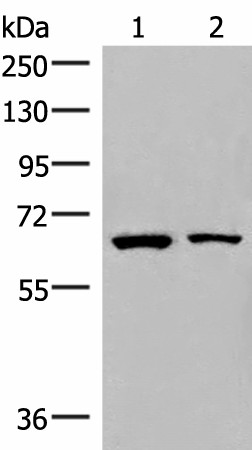 ZNF85 Polyclonal Antibody (E-AB-18071)
