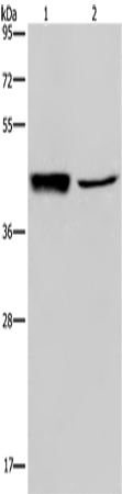 GRPR Polyclonal Antibody (E-AB-12444)