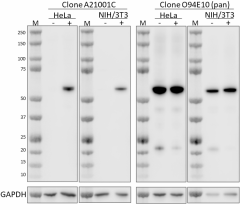 Purified anti-AKT Phospho (Ser473) Antibody (606551)