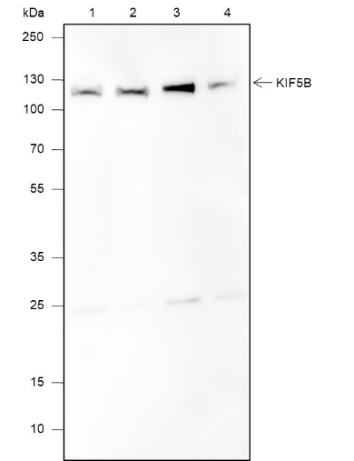 Recombinant KIF5B Monoclonal Antibody (AN301889L)
