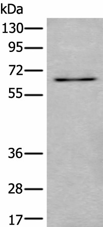 UBQLN2 Polyclonal Antibody (E-AB-19598)