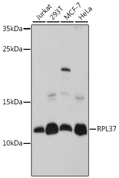 RPL37 Polyclonal Antibody (E-AB-91504)