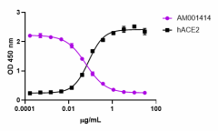 Purified anti-SARS-CoV-2 S Protein S1 Recombinant Antibody (938701)
