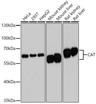 CAT Polyclonal Antibody (E-AB-63595)