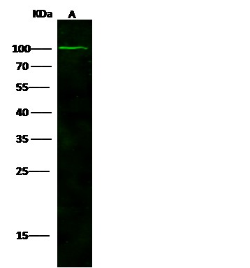 Recombinant NAALADL1/NAALADase L Monoclonal Antibody (AN300387P)