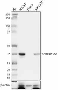 Purified anti-Annexin A2 (648838)
