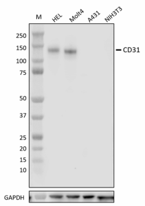 Purified anti-CD31 (PECAM-1) Antibody (623551)