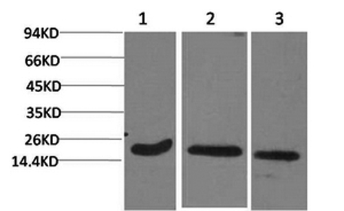 Active CASP3 Monoclonal Antibody (E-AB-22115)