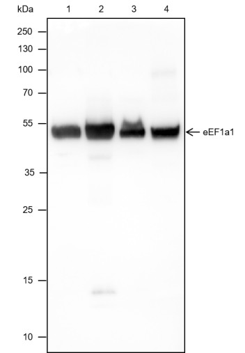 Recombinant eEF1A1 Monoclonal Antibody (AN301809L)