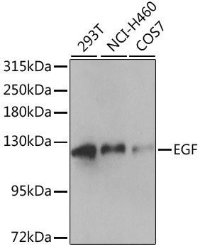 EGF Polyclonal Antibody (E-AB-66112)