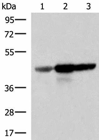 FDFT1 Polyclonal Antibody (E-AB-19026)