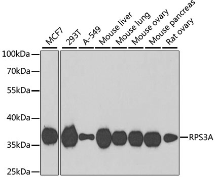 RPS3A Polyclonal Antibody (E-AB-61165)