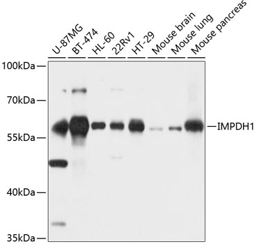 IMPDH1 Polyclonal Antibody (E-AB-63962)