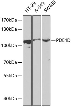 PDE4D Polyclonal Antibody (E-AB-64872)