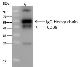 Recombinant CD38 Monoclonal Antibody (AN300014P)