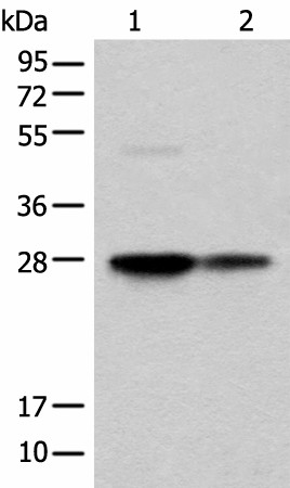 COA7 Polyclonal Antibody (E-AB-52496)