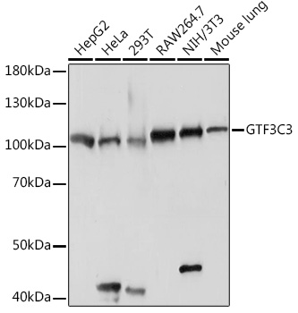 GTF3C3 Polyclonal Antibody (E-AB-92036)
